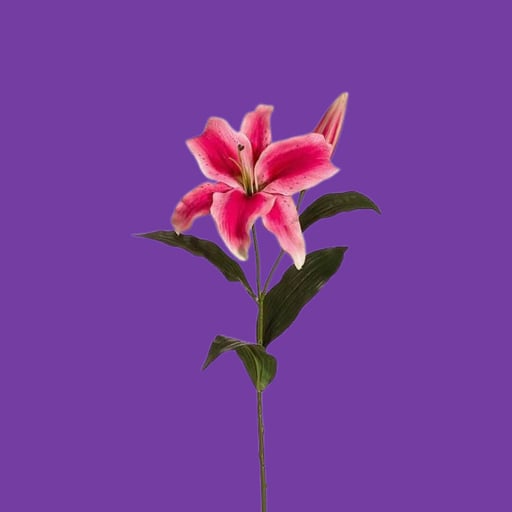 Lily