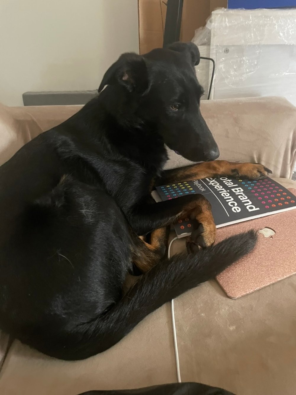 BUBBULATHEDOG