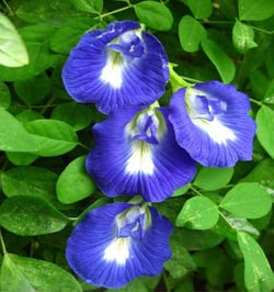 Vegetable flowers